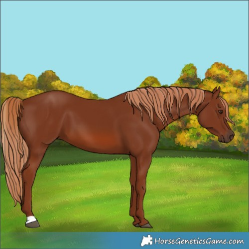Horse Color:Chestnut 