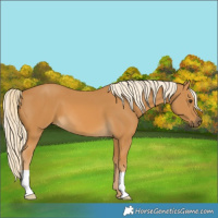 Horse Color:Palomino 
