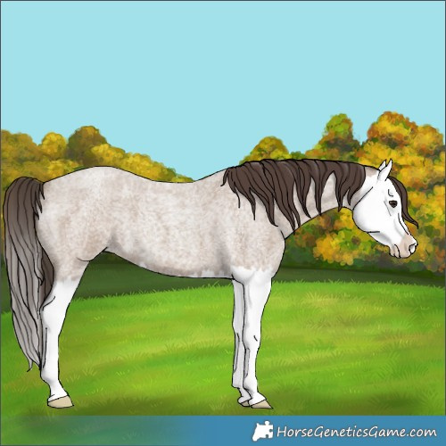 Horse Color:Classic Champagne Roan Splash 