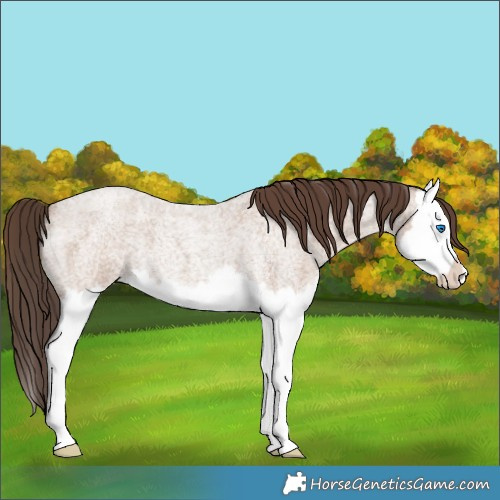 Horse Color:Classic Champagne Roan Splash