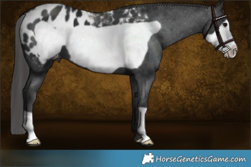 Horse Color:Black Frame Appaloosa 