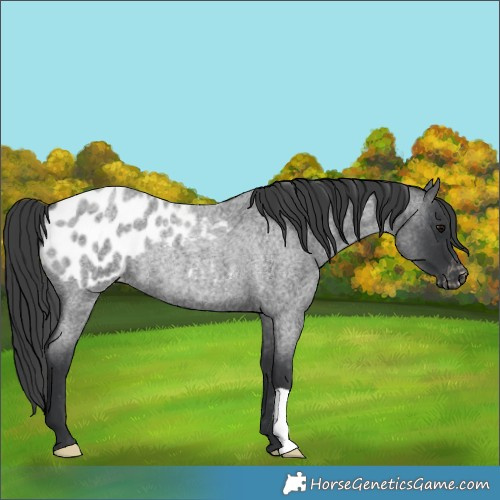 Horse Color:Blue Roan Appaloosa Rabicano