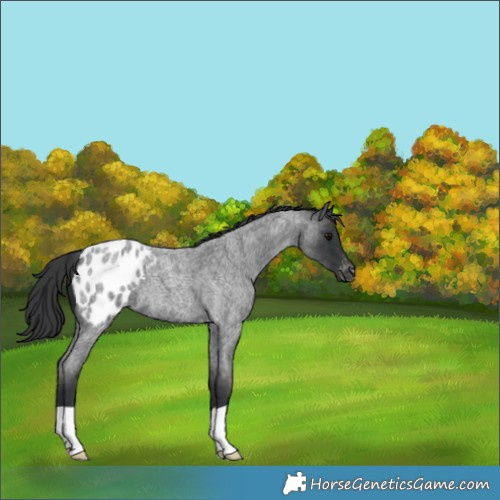 Horse Color:Blue Roan Appaloosa 