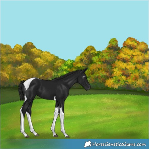 Horse Color:Gray Black Tobiano 
