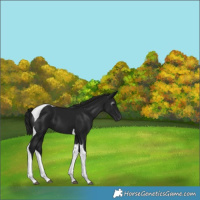 Horse Color:Gray Black Tobiano 