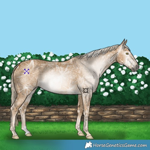 Horse Color:Gray Palomino Ice 