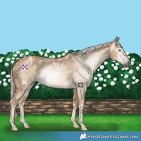 Horse Color:Gray Palomino Ice 