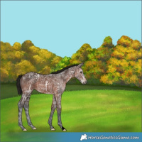 Horse Color:Gray Void Bay Ice 