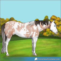 Horse Color:White Spotted Bay Roan Splash 