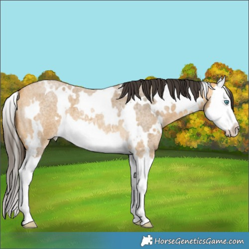 Horse Color:White Spotted Buckskin Roan Splash 
