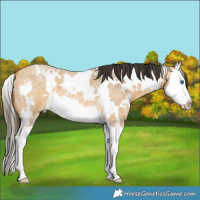 Horse Color:White Spotted Buckskin Roan Splash