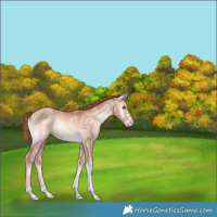 Horse Color:Gold Champagne Ice Onyx 