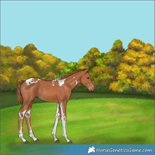Horse Color:Chestnut Tobiano