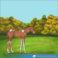 Horse Color:Chestnut Tobiano 