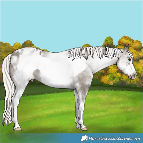 Horse Color:White Spotted Silver Grullo Frame Appaloosa 
