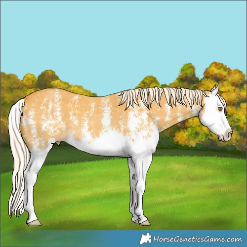 Horse Color:Palomino Sabino Splash 