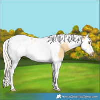 Horse Color:Silver Buckskin Roan Dun Splash Tobiano Frame Brindle 
