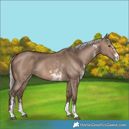 Horse Color:Silver Brown Dun Sabino Rabicano 