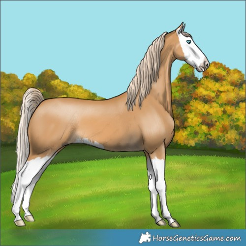 Horse Color:Palomino Splash 