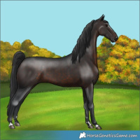 Horse Color:Brown 