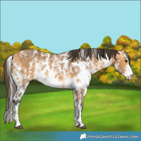 Horse Color:Buckskin Sabino Rabicano 
