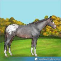 Horse Color:Bay Appaloosa Rabicano 