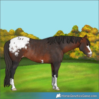 Horse Color:Bay Appaloosa Rabicano 