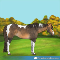 Horse Color:Buckskin Tobiano 