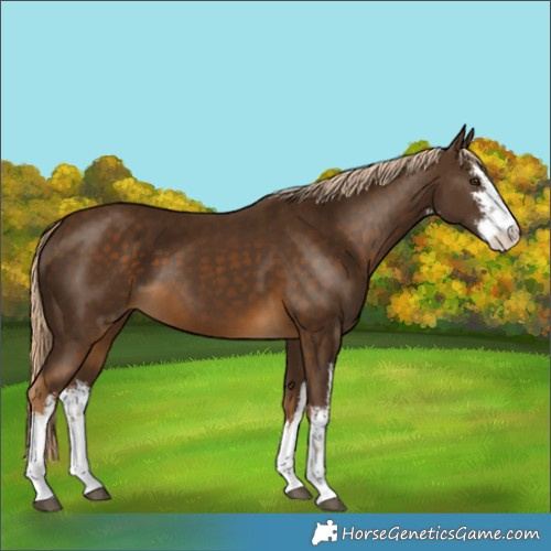 Horse Color:White Spotted Chocolate Palomino 