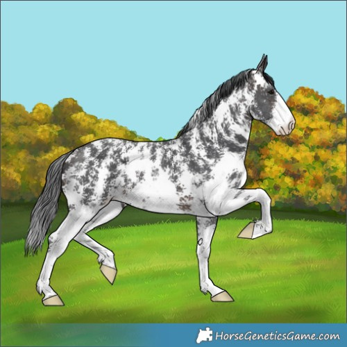 Horse Color:Brown Sabino 