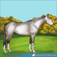 Horse Color:Gray Buckskin