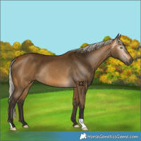 Horse Color:Gray Silver Buckskin