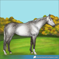 Horse Color:Gray Silver Smoky Black