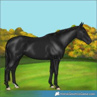 Horse Color:Gray Smoky Black 