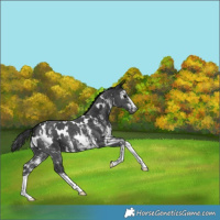 Horse Color:Gray White Spotted Black Sabino 