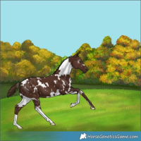 Horse Color:Gray White Spotted Chestnut 