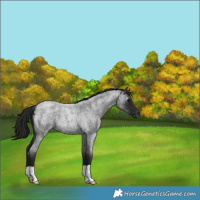 Horse Color:Gray Smoky Blue Roan