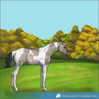 Horse Color:Brown Roan Dun Tobiano Appaloosa