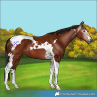 Horse Color:Gray Bay Tobiano 