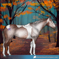 Horse Color:Gray Chocolate Bay Tobiano 