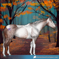 Horse Color:Gray Chocolate Bay Tobiano 