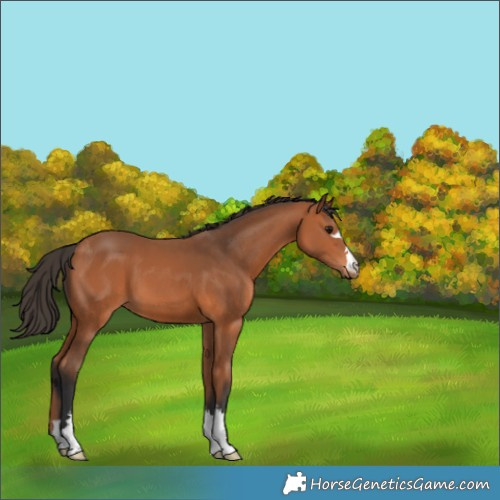 Horse Color:Bay 