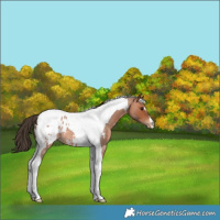 Horse Color:Bay Roan Tobiano Appaloosa 
