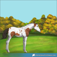 Horse Color:Bay Splash Tobiano 