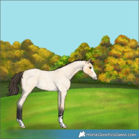 Horse Color:Buckskin Roan 