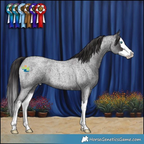 Horse Color:Smoky Blue Roan Splash 