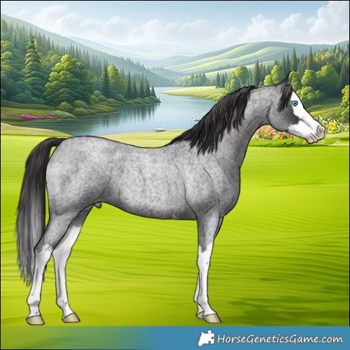 Horse Color:Smoky Blue Roan Splash 