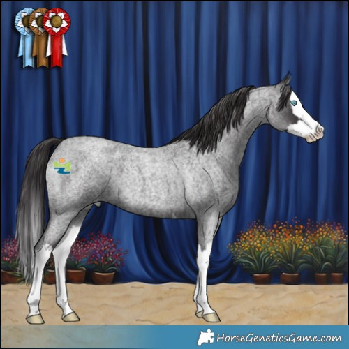 Horse Color:Smoky Blue Roan Splash 