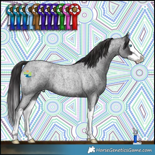 Horse Color:Smoky Blue Roan Splash 