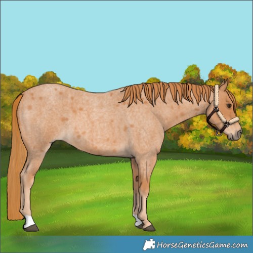 Horse Color:Red Roan 